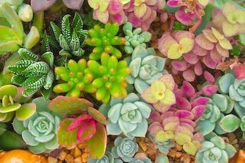 Recouvrir les talus routiers avec du sedum. La bonne idée pour lutter contre les mauvaises herbes